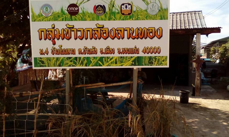 ข้าวกล้องลานทอง
